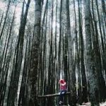 Wisata Mandiri Rental ke Hutan Pinus Pengger